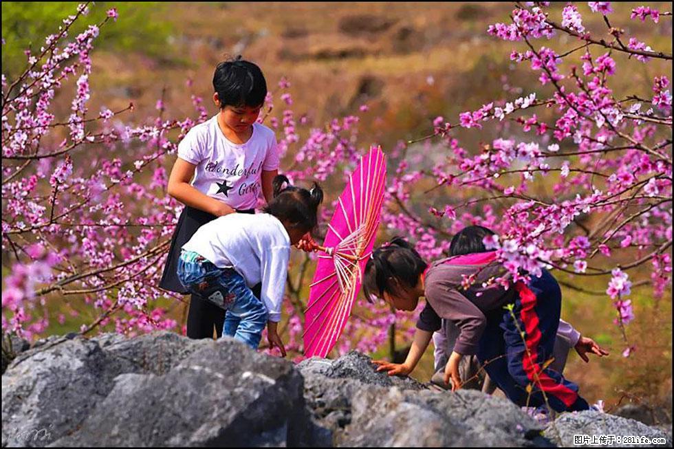 【春天,广西桂林灌阳县向您发出邀请!】望月岭上桃花开 - 游山玩水 - 拉萨生活社区 - 拉萨28生活网 lasa.28life.com
