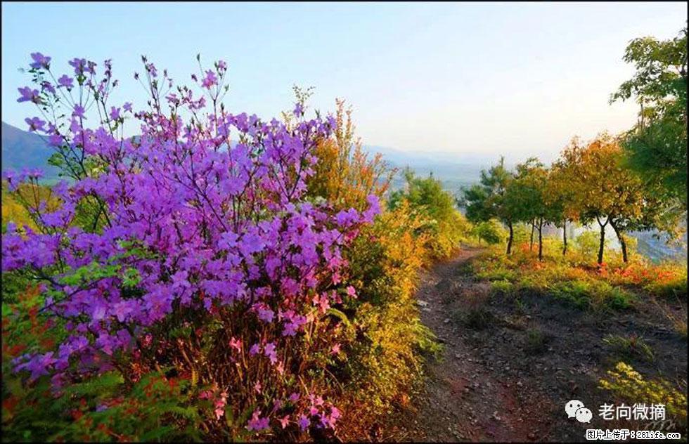 【春天,广西桂林灌阳县向您发出邀请!】登麒麟山,相约映山红 - 游山玩水 - 拉萨生活社区 - 拉萨28生活网 lasa.28life.com