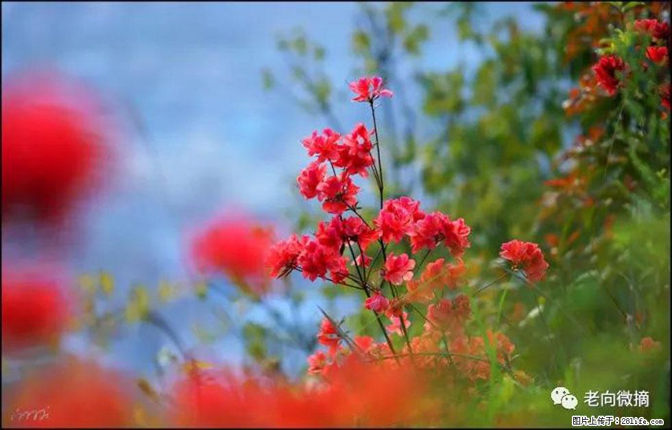 【春天,广西桂林灌阳县向您发出邀请!】登麒麟山,相约映山红 - 游山玩水 - 拉萨生活社区 - 拉萨28生活网 lasa.28life.com