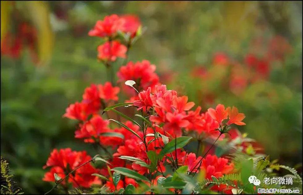 【春天,广西桂林灌阳县向您发出邀请!】登麒麟山,相约映山红 - 游山玩水 - 拉萨生活社区 - 拉萨28生活网 lasa.28life.com