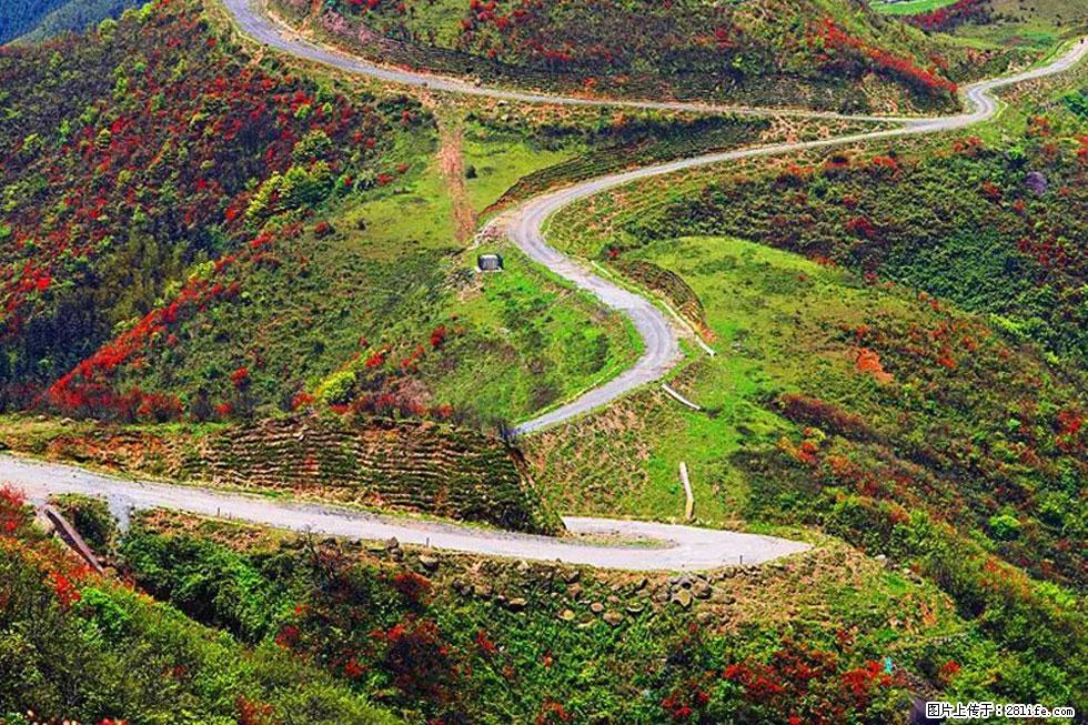 【春天,广西桂林灌阳县向您发出邀请!】春木界上映山红 - 游山玩水 - 拉萨生活社区 - 拉萨28生活网 lasa.28life.com