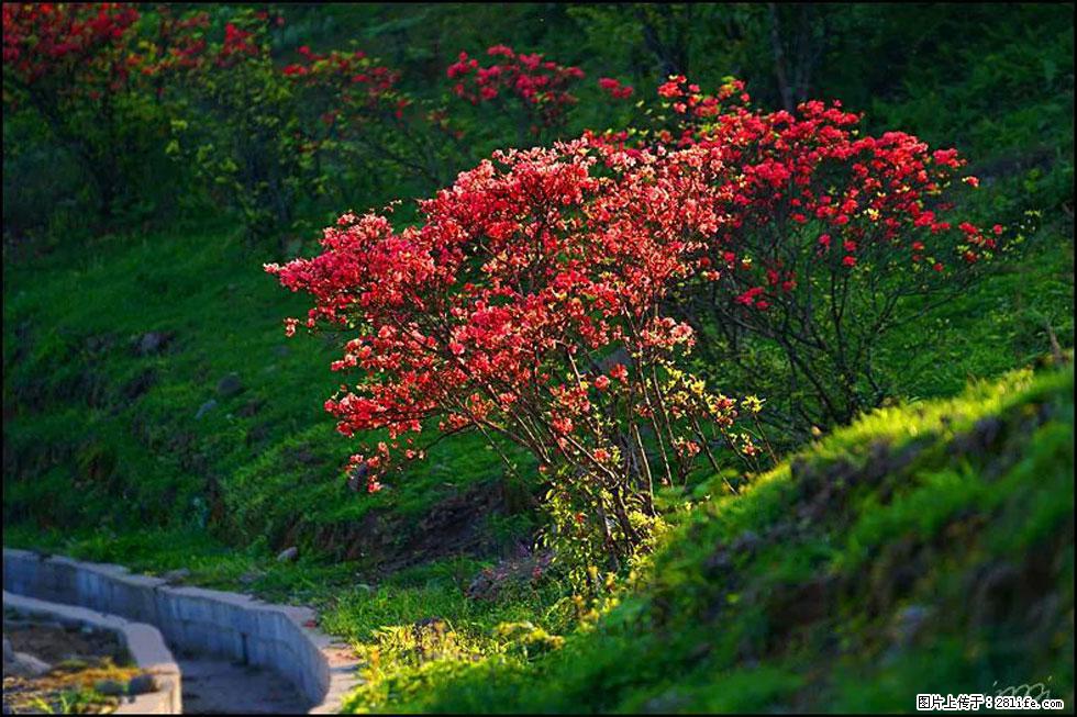 【春天,广西桂林灌阳县向您发出邀请!】春木界上映山红 - 游山玩水 - 拉萨生活社区 - 拉萨28生活网 lasa.28life.com