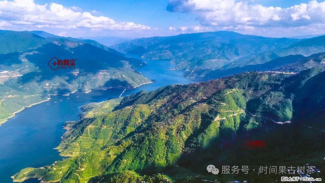 时间果百年古树龙珠普洱生茶 - 购物交流 - 拉萨生活社区 - 拉萨28生活网 lasa.28life.com