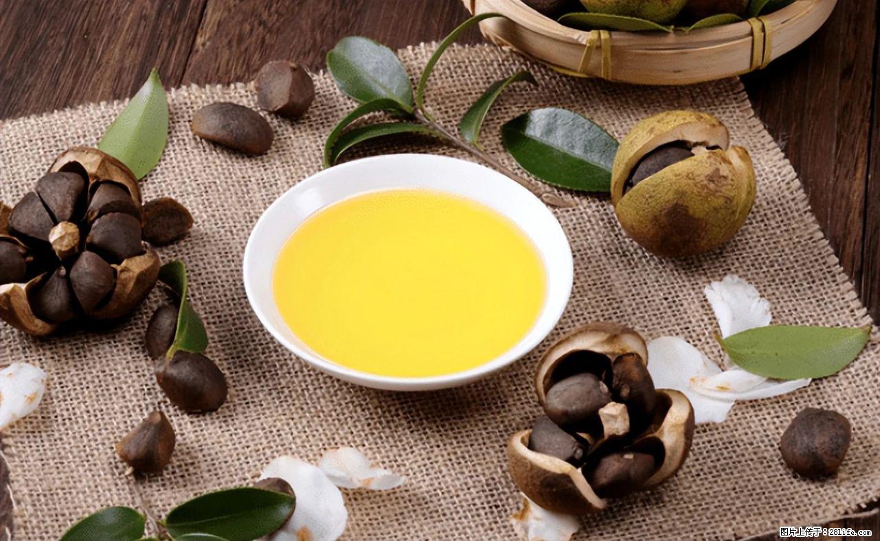 揭秘茶油的5大核心营养成分！被称为人体健康的“守护盾”！ - 拉萨生活资讯 - 拉萨28生活网 lasa.28life.com