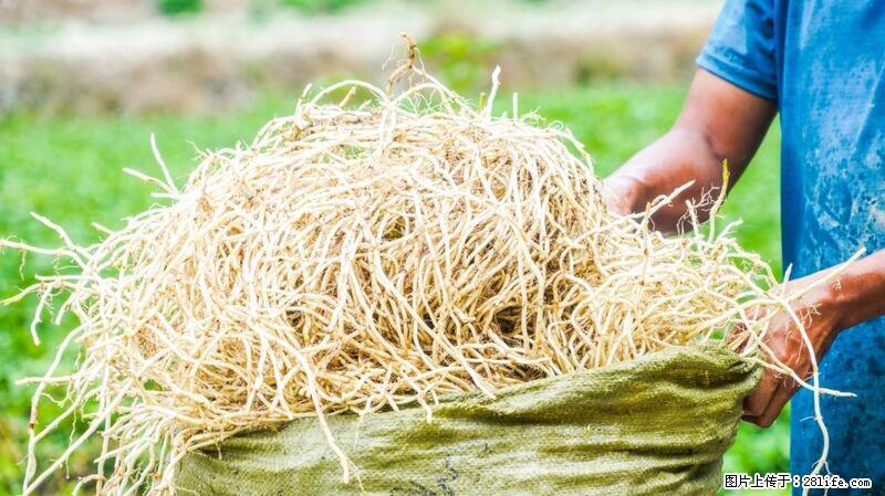 堪称“最难吃”的蔬菜,却是 “抗辐射神器”,还能护肺、清热、止咳化痰! - 拉萨生活资讯 - 拉萨28生活网 lasa.28life.com