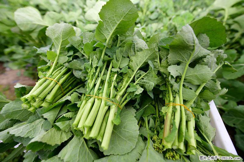这些蔬菜是“天然钙片”，这6种被医生重点推荐 - 拉萨生活资讯 - 拉萨28生活网 lasa.28life.com